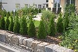 Gardena 1385-20 Micro-Drip-System Tropfrohr oberirdisch - 2