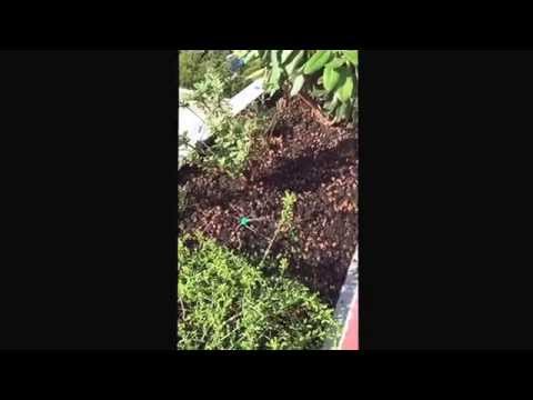 Terrassenbepflanzung auf Balkon mit kleinen Sprühregner vollautomatisch