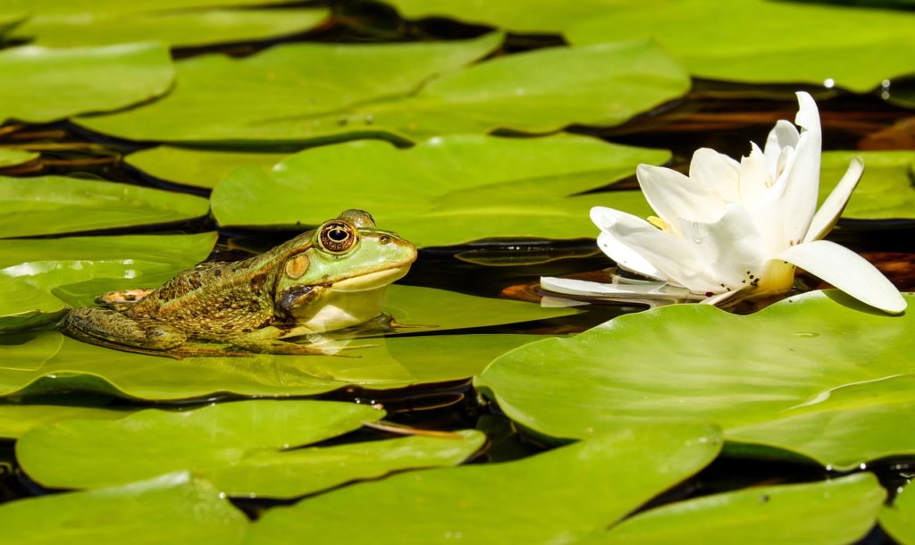 Der Gartenteich – Oase und Biotop – so wird er richtig angelegt 1 Gartenteich anlegen