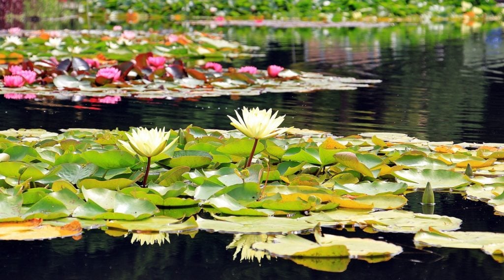 Der Gartenteich – Oase und Biotop – so wird er richtig angelegt 2 Seerosen im Gartenteich