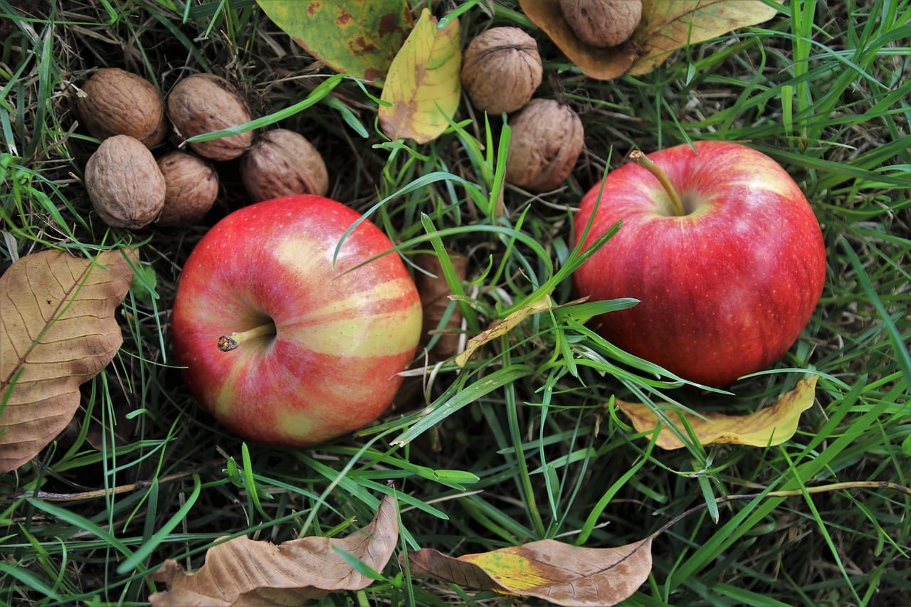 Garten im Herbst