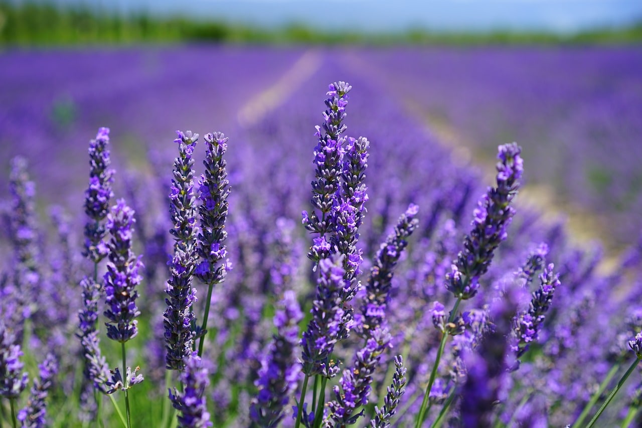 Wer Lavendel richtig wässert, kann sich an dieser schönen Blume lange erfreuen