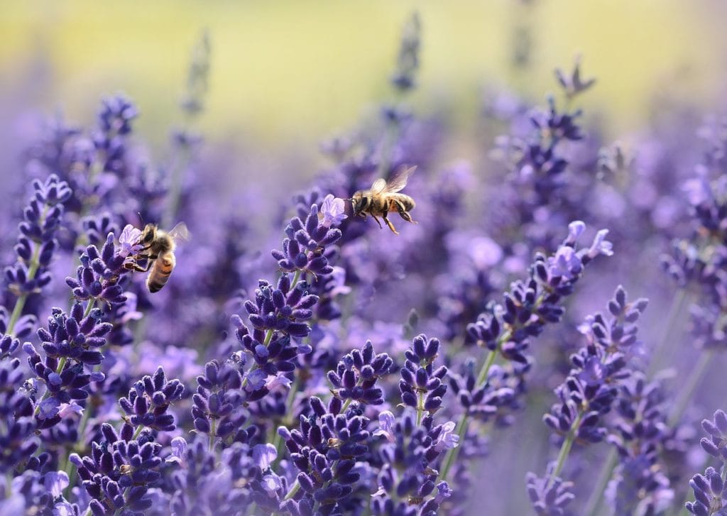 Lavendel mögen auch Insekten