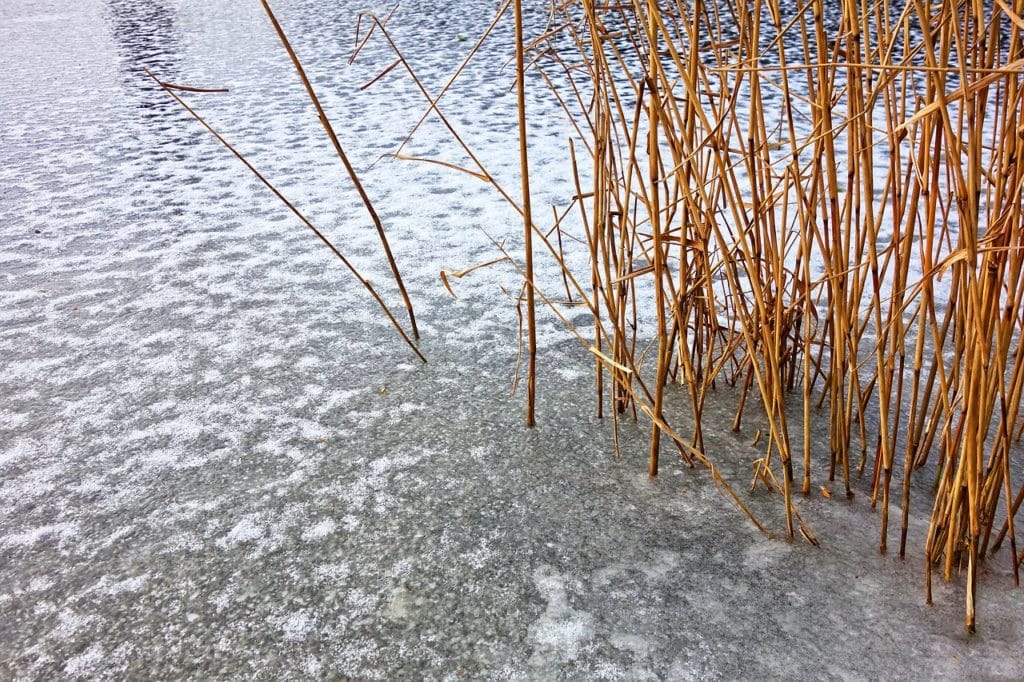 Teichpflanzen überwintern