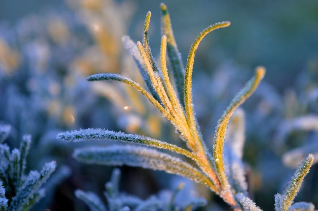 So überstehen Kübelpflanzen die kalten Tage 2 Lavendel im Winter