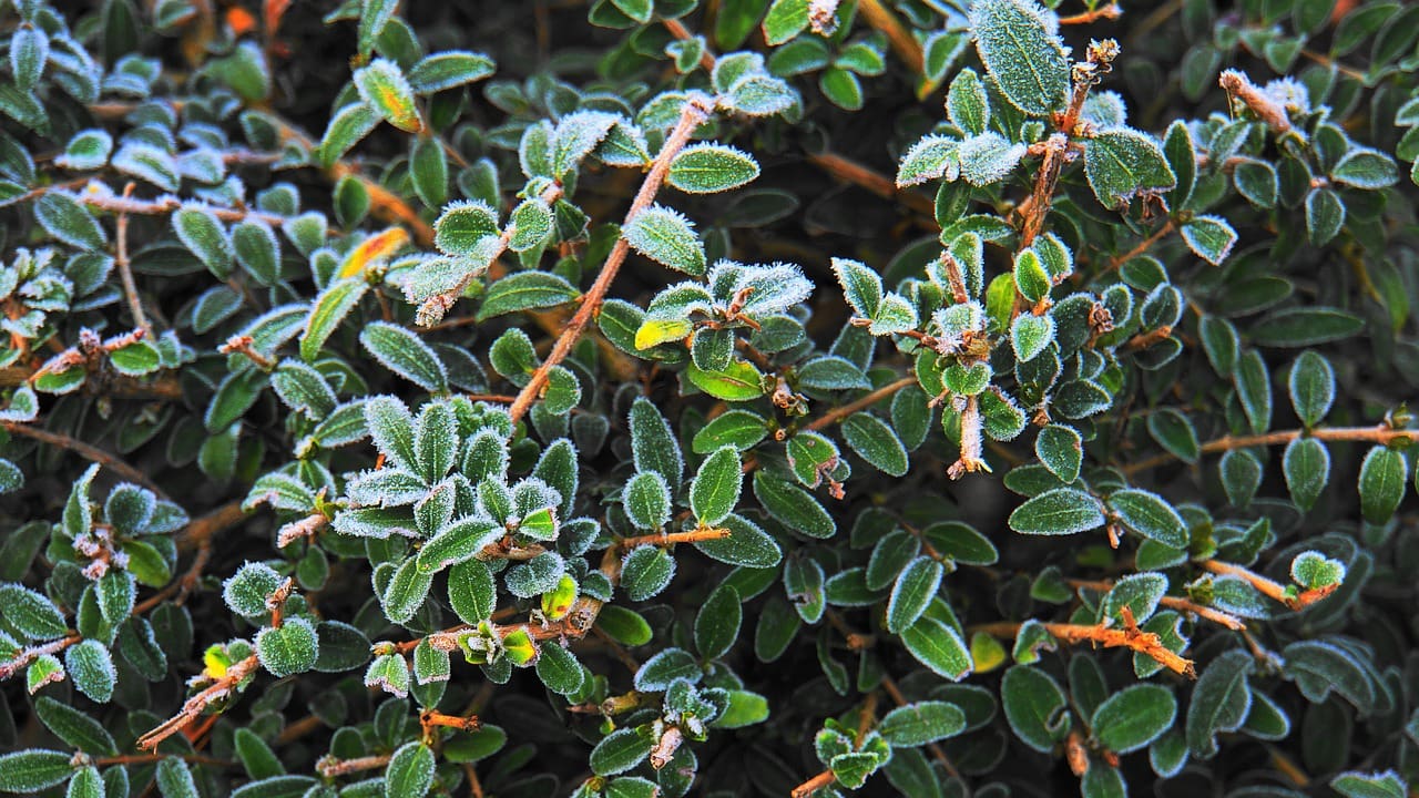 Buchsbaum im Winter