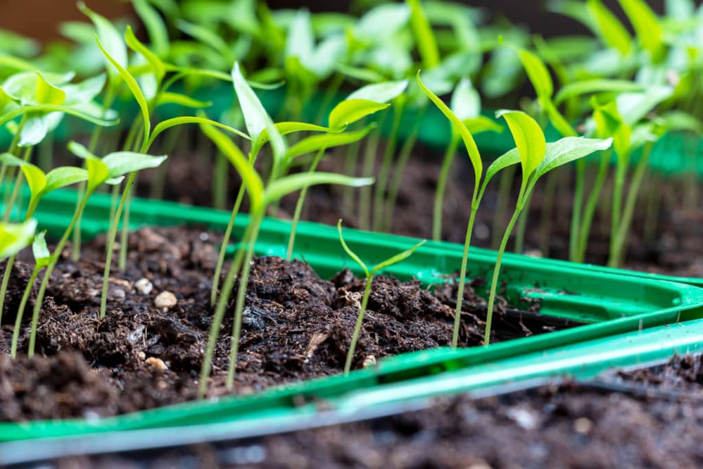 Gartenarbeiten im April 2 Frühbeet mit Jungpfanzen