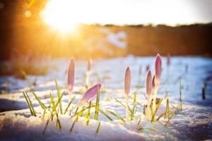 Garten im Februar