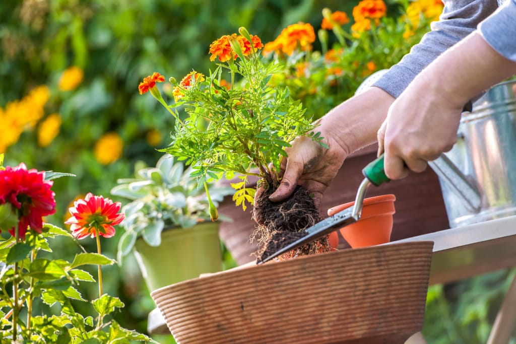 Gartenarbeiten im April 3 Balkon- und Topfpflanzen pflanzen