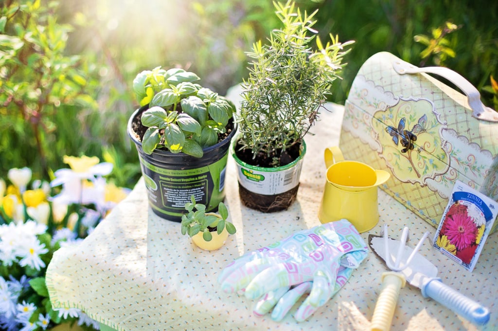 Gartenarbeiten im Mai 1 Kräuterpflanzen