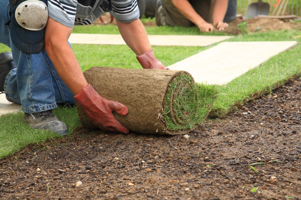 Gartenarbeiten im Mai 3 Rollrasen verlegen