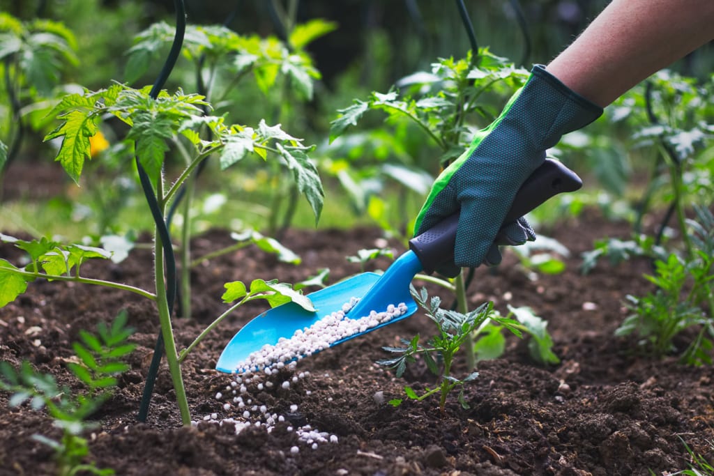 Gartenarbeiten im Mai 2 Tomaten pflanzen