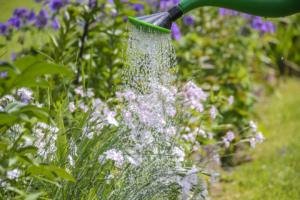 Gartenarbeiten im Juni