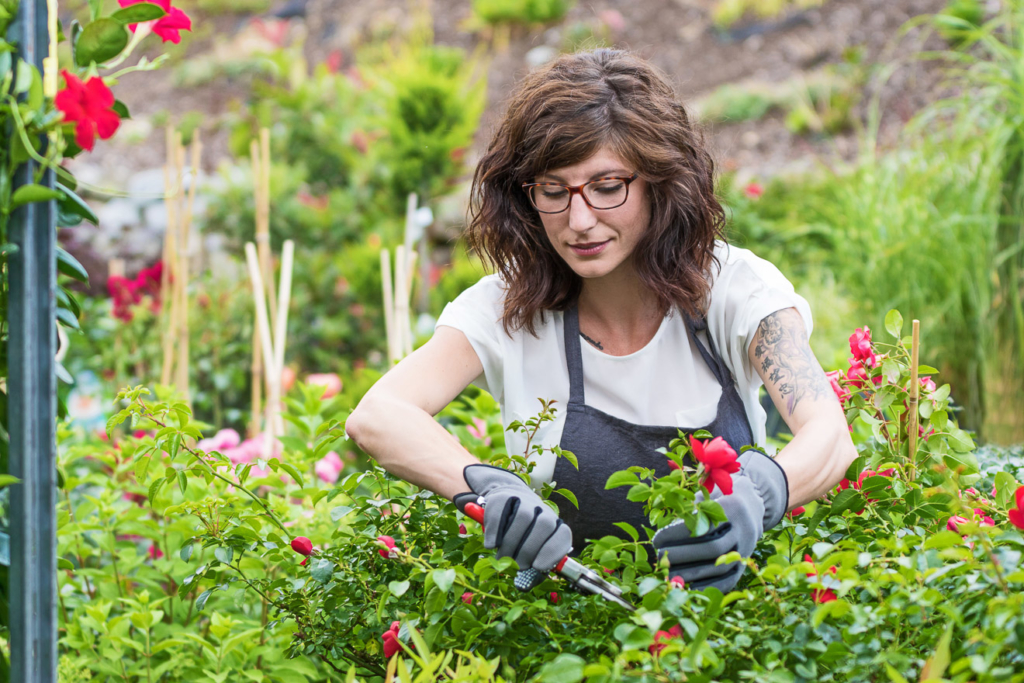 Gärtnerin am Arbeitsplatz beim schneiden der Rosen