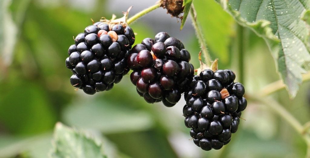 Gartenarbeiten im August 1 Brombeeren ernten