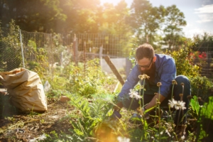 Gartenarbeiten im August