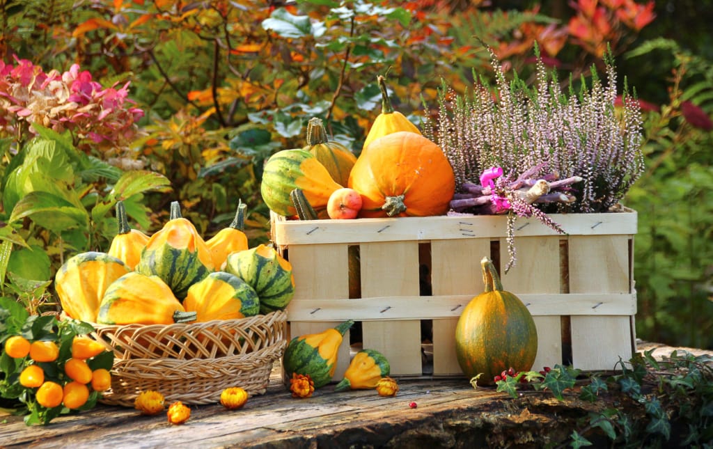 Gartenarbeiten im Oktober 3 Erntezeit im Oktober