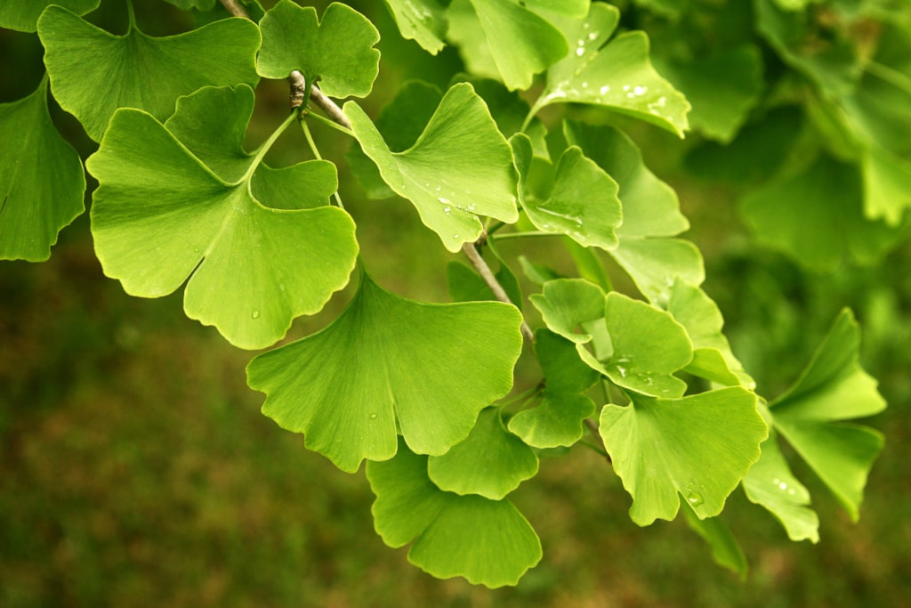 Ginkgo