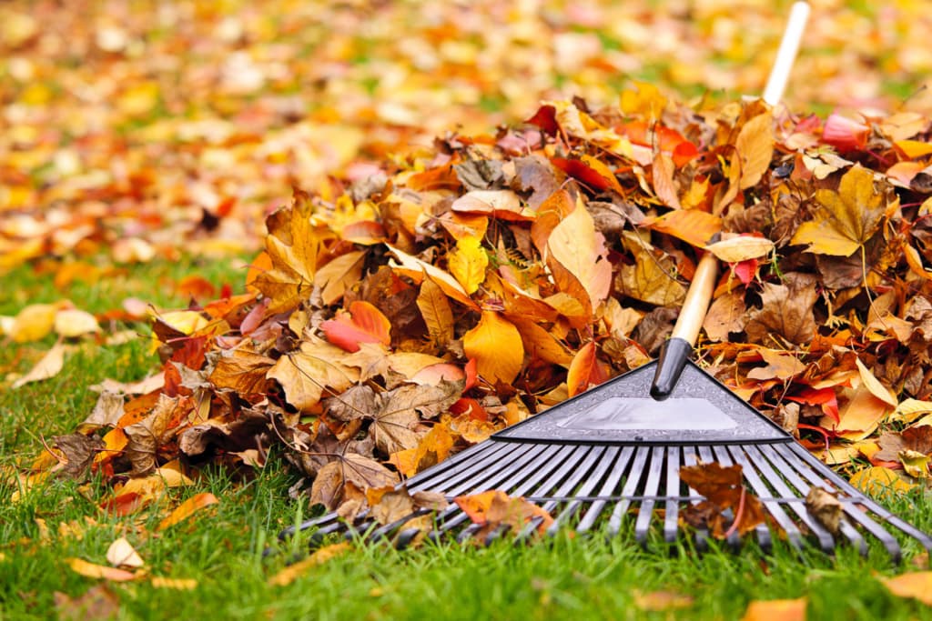 Gartenarbeiten im November 3 Laub vom Rasen entfernen