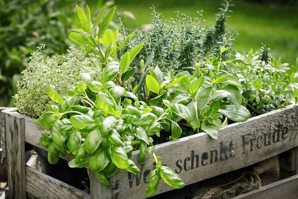 In 5 Schritten zum eigenen Kräutergarten 4 Geerntete Kräuter