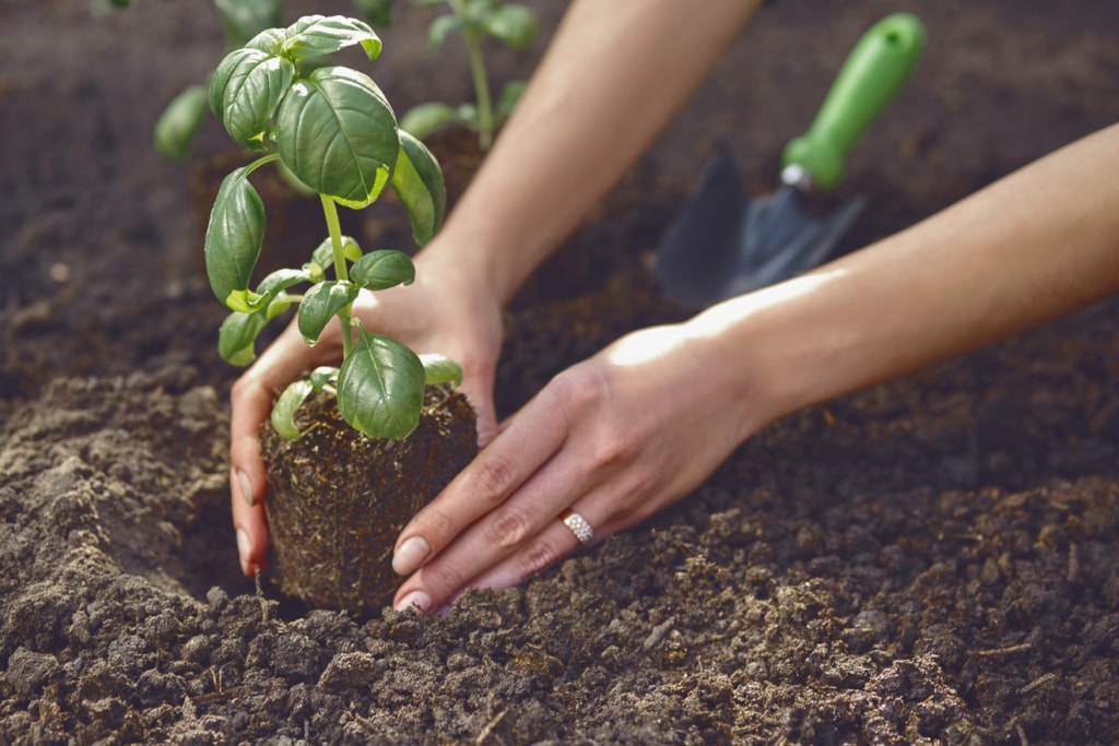 In 5 Schritten zum eigenen Kräutergarten 3 Einpflanzen von Basilikum
