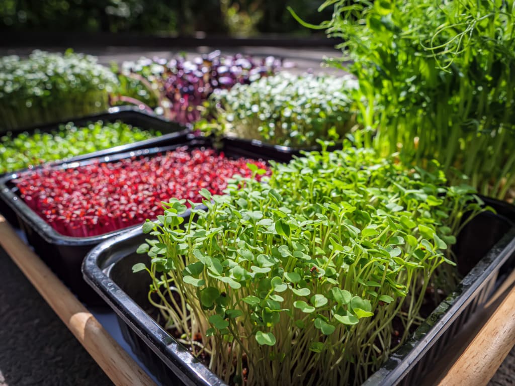 Auswahl an Gartenkräutern