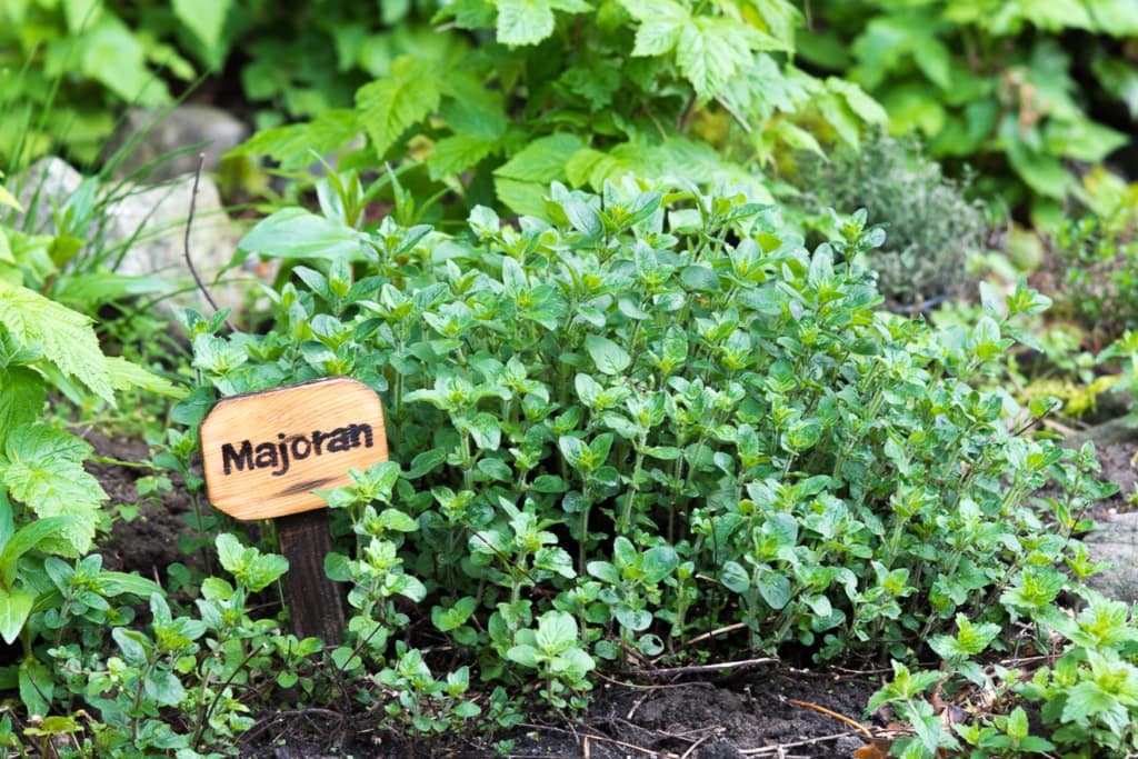 In 5 Schritten zum eigenen Kräutergarten 1 Majoran im Kräutergarten