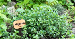 Majoran im Kräutergarten